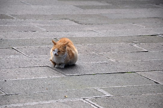 花貓
