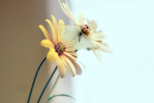 黃花 洋姜花