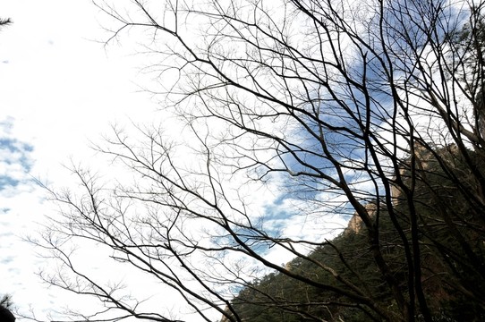 九華山風(fēng)光 冬季樹木