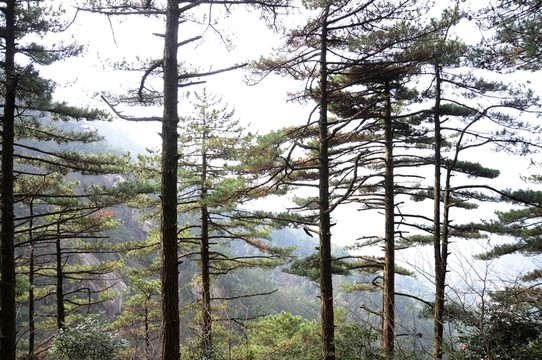 九華山風(fēng)光 樹木