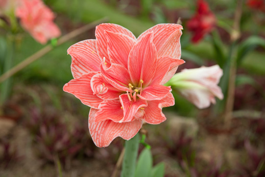 鮮花