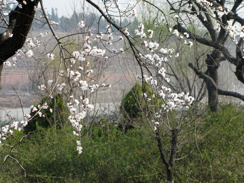 春暖花開 春花