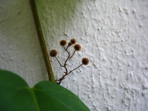爬山虎吸盤