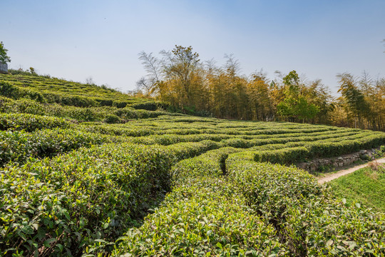 紹興東湖茶園
