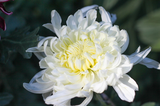 菊花