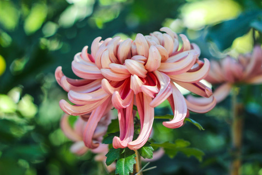 菊花