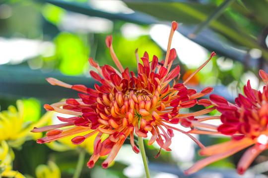 菊花
