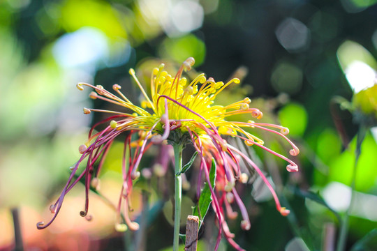 菊花