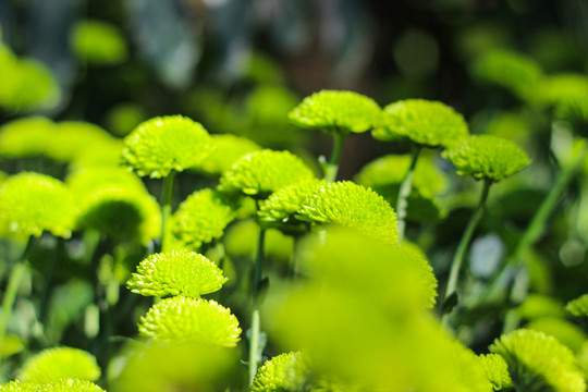 菊花