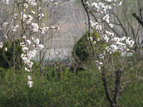 白色花 春季花開(kāi) 春天