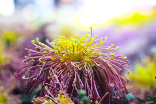 菊花