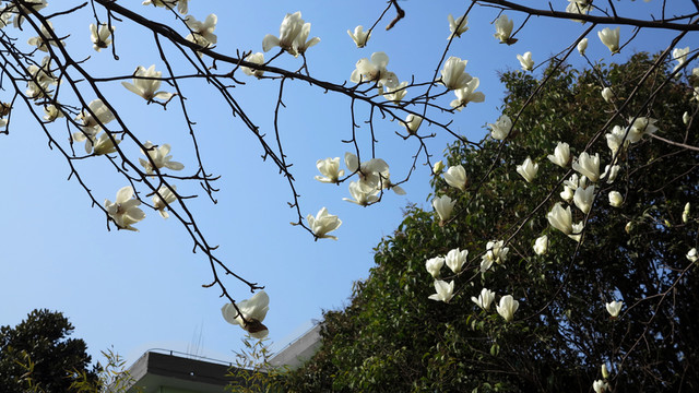 白色花 百合 春天