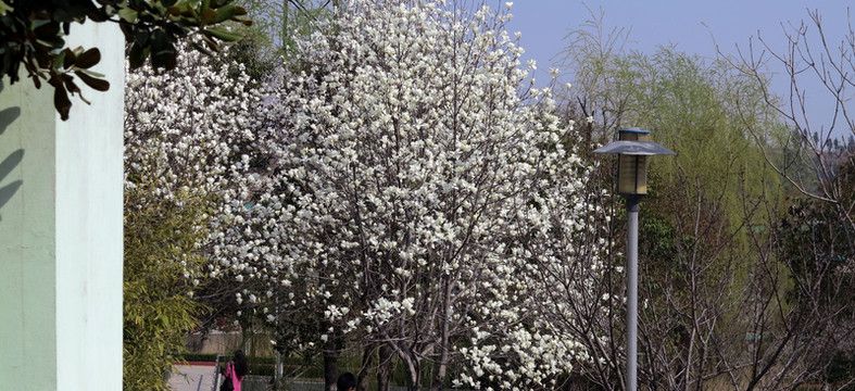 白百合 百合花 春天