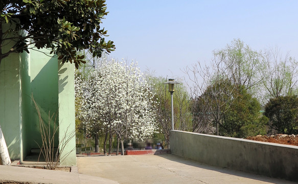 百合花