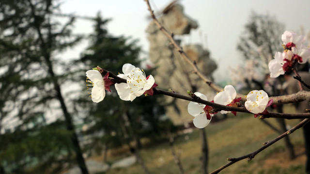 杏花 白色花 春天