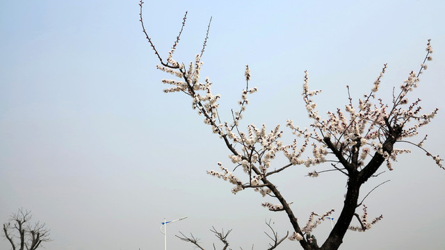 杏花 春天 白色花