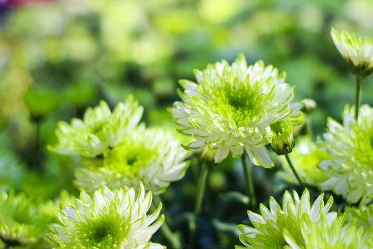 菊花