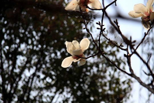 百合花 白色花