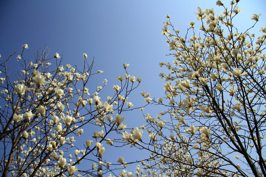 百合花 白色花 春天花開(kāi)