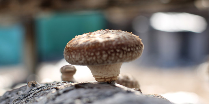 鮮香菇