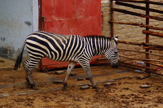 鄭州動物園的斑馬