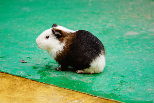 倉鼠
