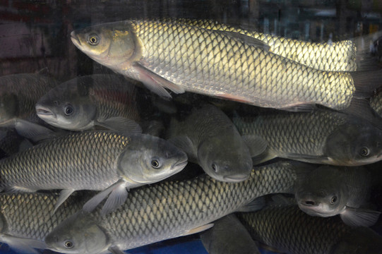 鯇魚