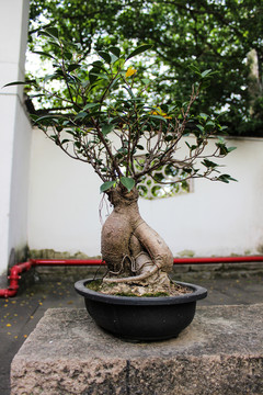 盆栽