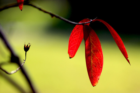 漂亮紅葉