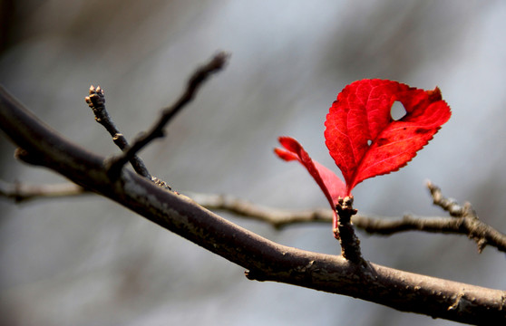 紅樹(shù)葉