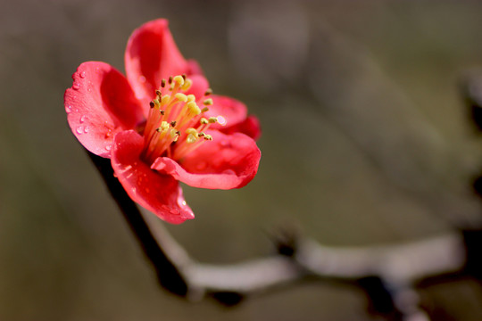 梅花