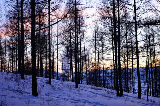 松林夕照風(fēng)景