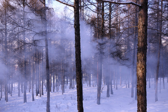 林海雪原樹林