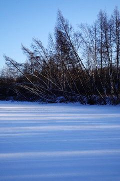 雪原樹林