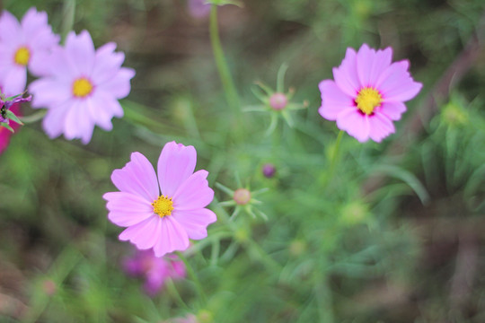 格桑花