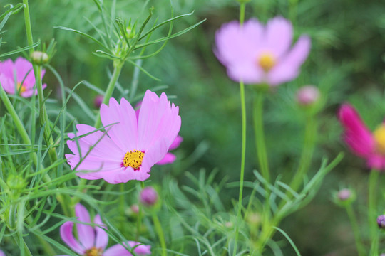 格桑花