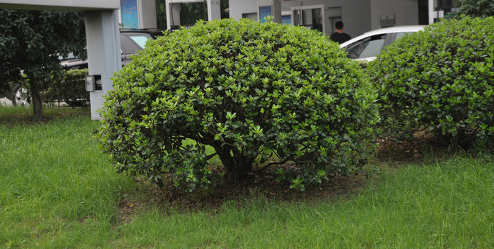草坪綠植