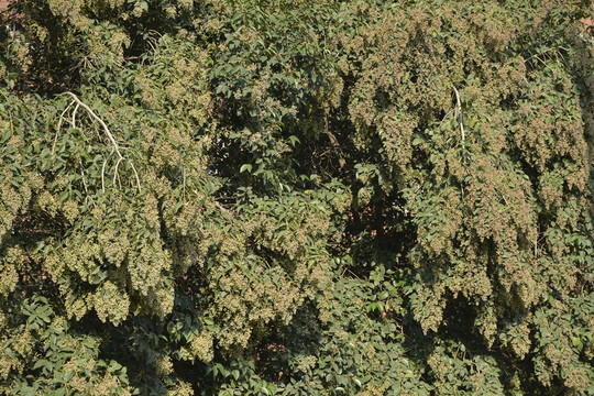 女貞樹(shù)