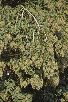 女貞樹(shù)