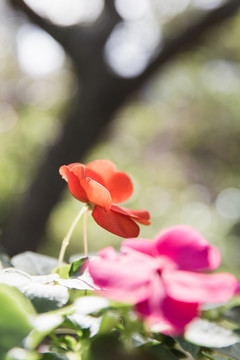 鮮花