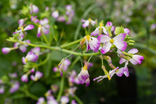 蘿卜花