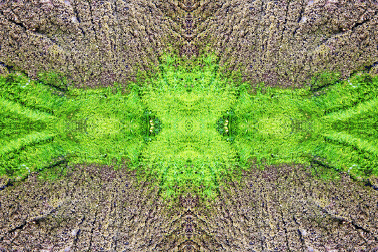 苔蘚