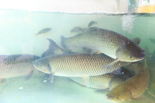 欽州浦北官垌魚