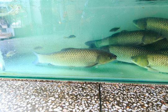 欽州浦北官垌魚