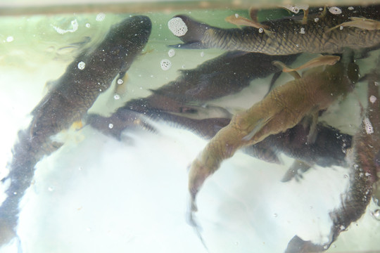 欽州浦北官垌魚