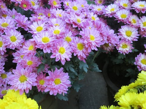 菊花