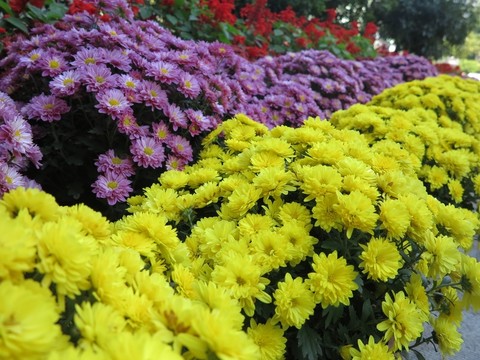 菊花  庭院裝飾花