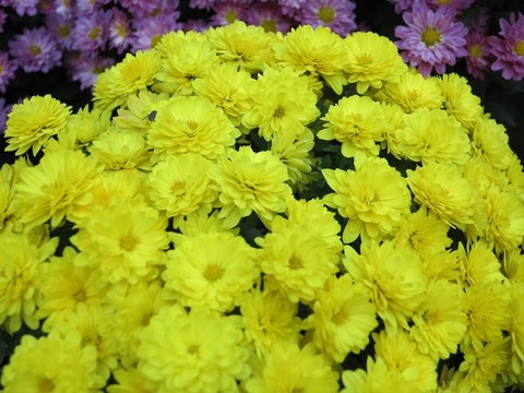 黃菊花 菊花