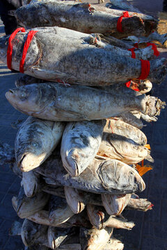 冬捕 魚(yú) 東北 胖頭魚(yú) 淡水魚(yú)