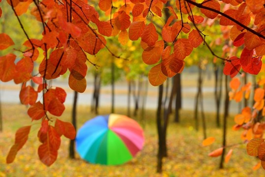 紅葉
